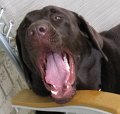 Hemis Big Yawn